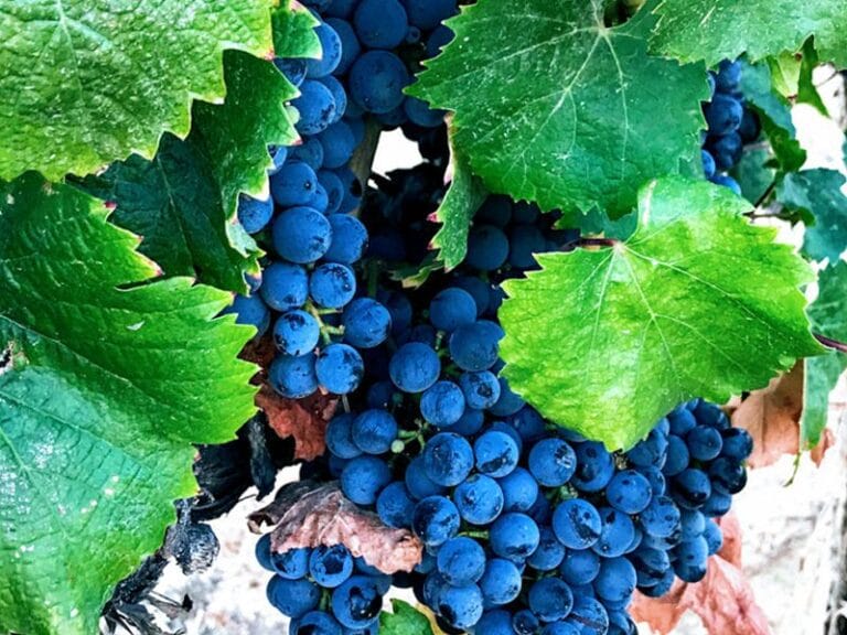 wine grapes on the vine