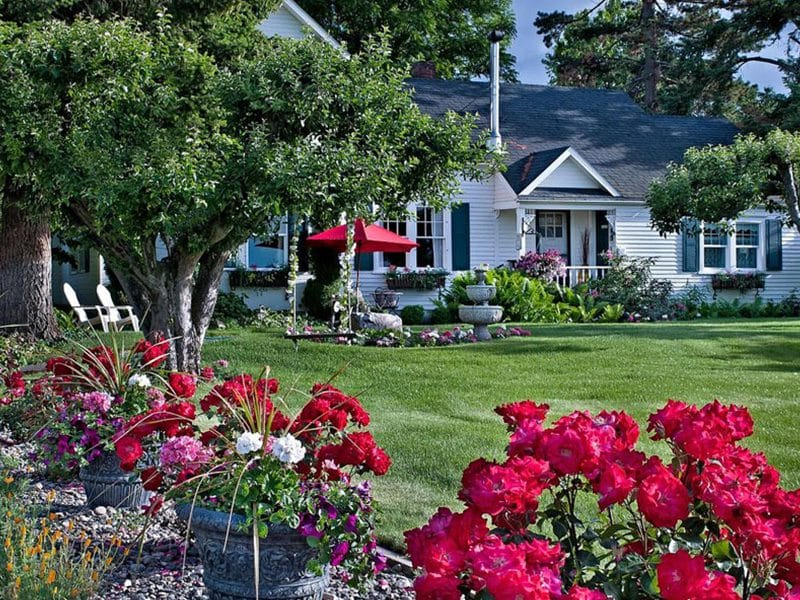 cozy rose featured