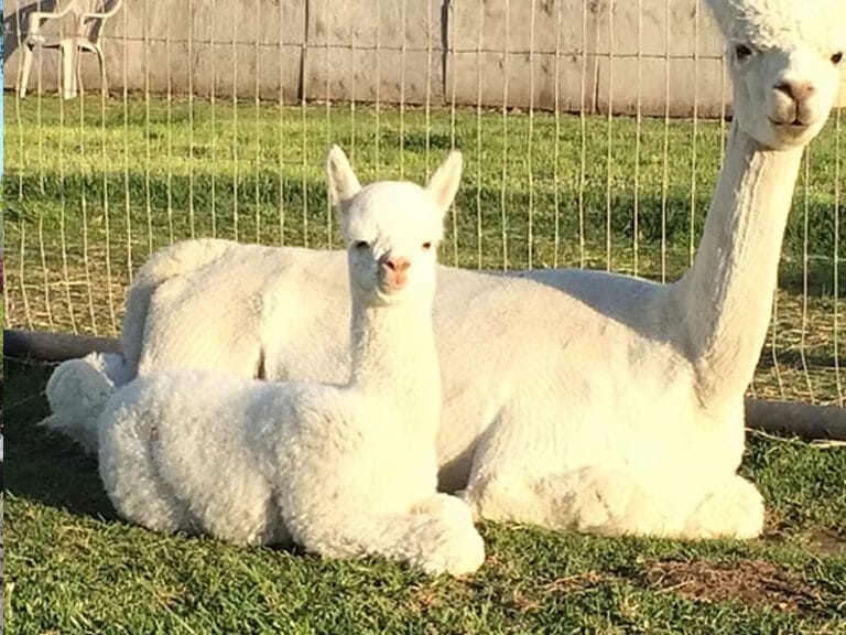 alpacas