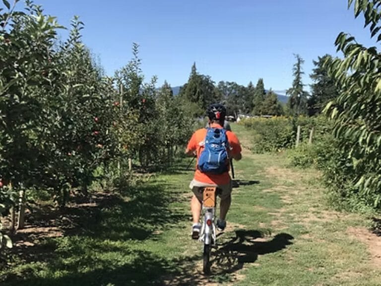 man riding a bike through an orcharc