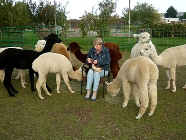woman surrounded by alpacas