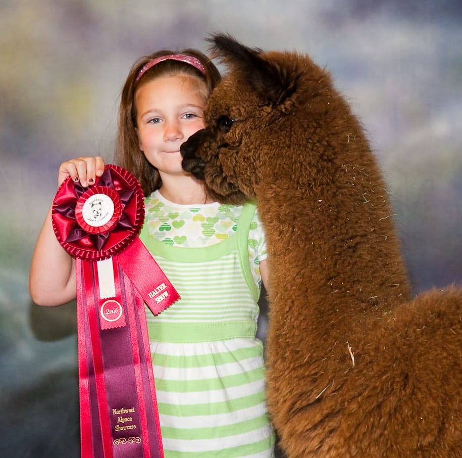 Girl holding alpaca award ribbon, smiling with alpaca.