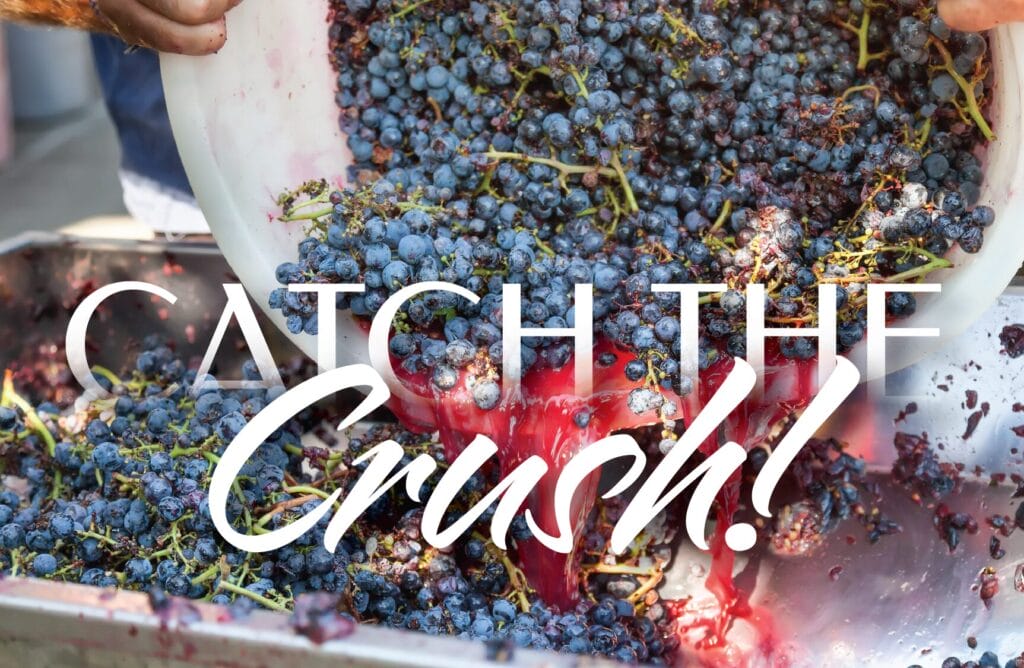 Crush_Image Grapes being crushed for wine production.