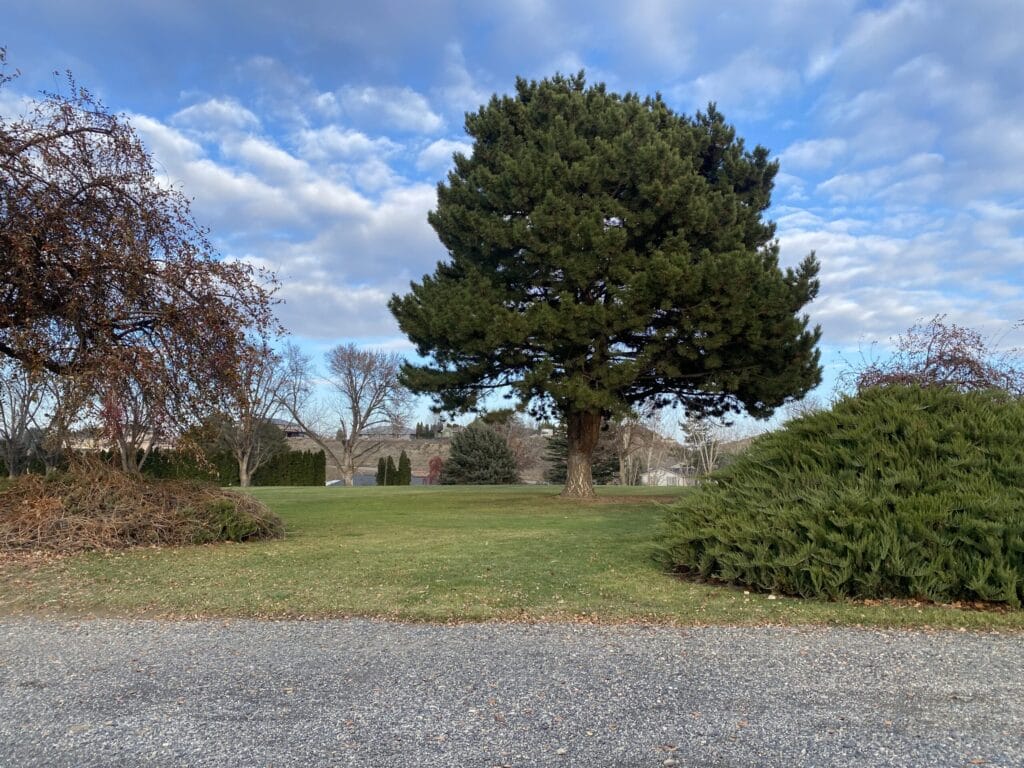 Large tree in a grassy park under blue sky.