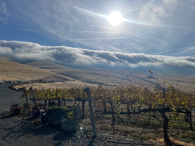 Sunny vineyard with rolling hills and clouds.