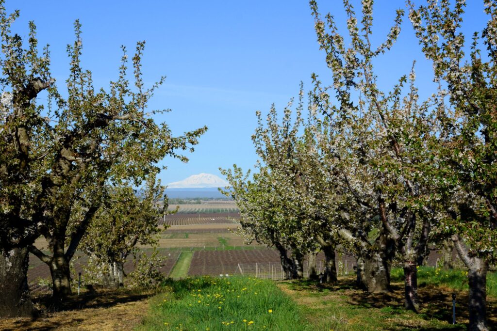 Orchard with snow-capped mountain in distance