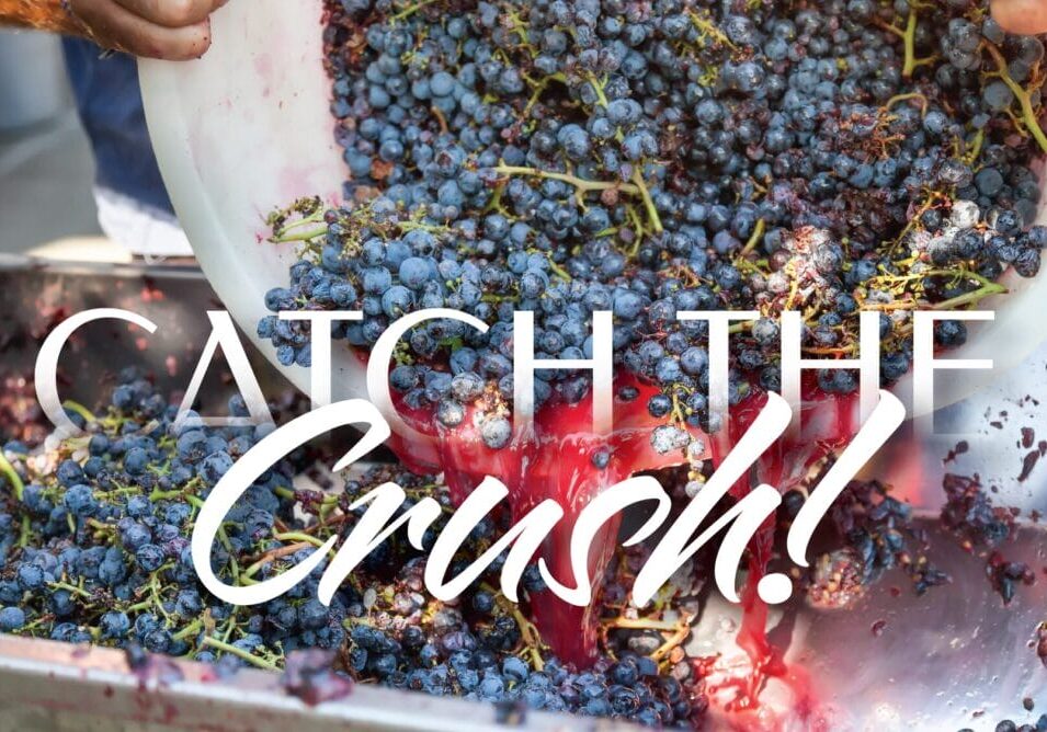 Grapes being crushed for wine production.