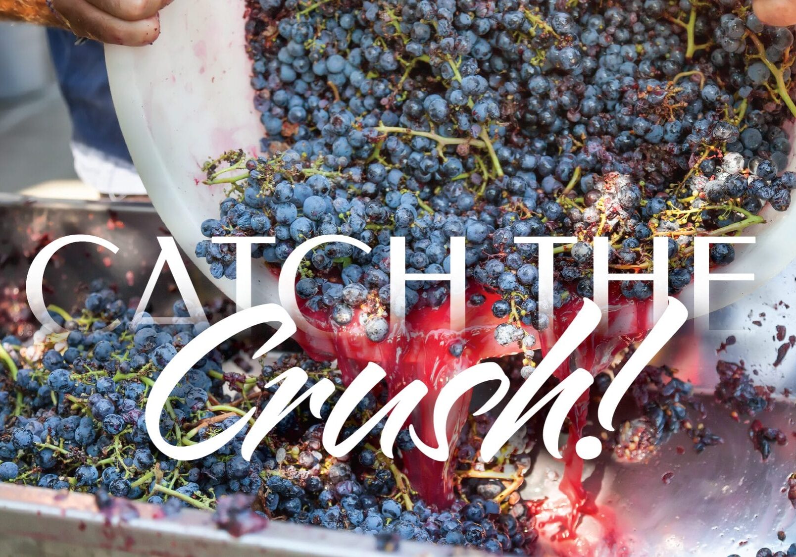 Grapes being crushed for wine production.