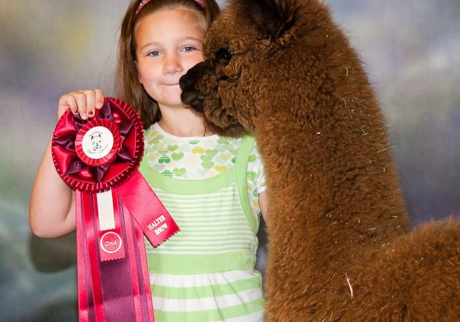 Girl holding alpaca award ribbon, smiling with alpaca.