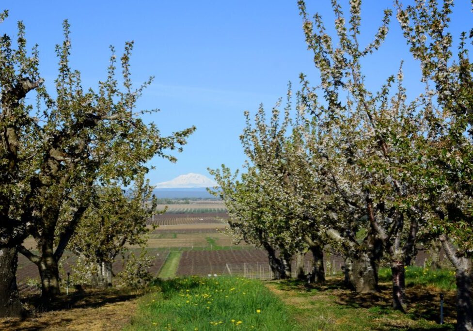 Orchard with snow-capped mountain in distance