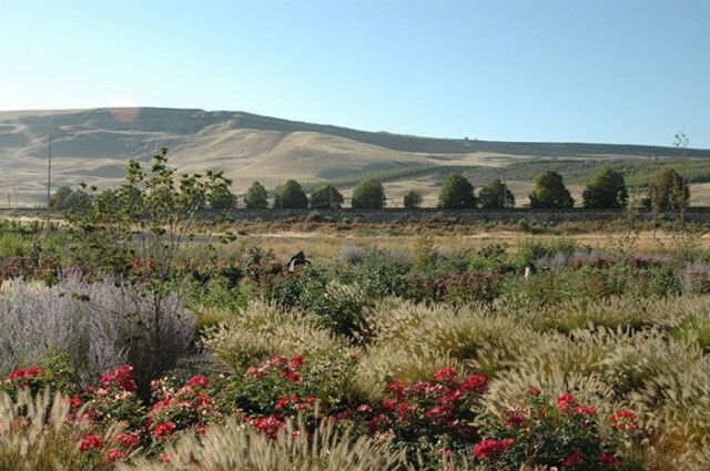 Have you visited our Prosser tasting room? We have a beautiful garden and vineyard at the foothills of the Horse Heaven Hills. Take in spring as you enjoy a glass of wine while walking through our grounds. 

Head to the #linkinbio to make a reservation today.

#MercerWine