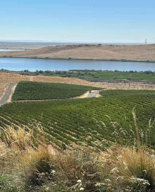 Our vineyards are nourished by the Columbia River itself. With direct access to fresh, flowing water, our vines thrive on purity. Because our summers are simply too hot to dry farm, we rely on precision irrigation—using in-ground probes that detect soil moisture, we can deliver exactly the right amount of water to our grapes at exactly the right time.⁠
⁠
#MercerWine