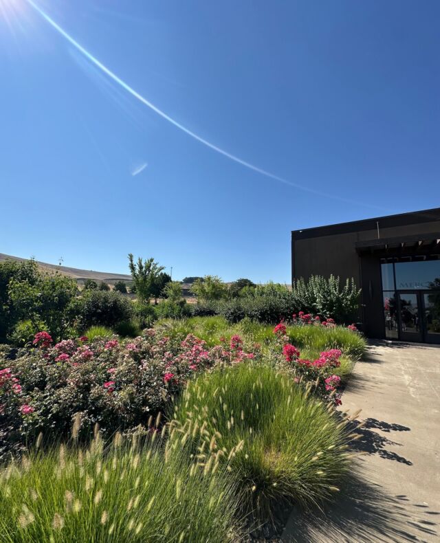 It's a beautiful day to join us in Prosser for Food Truck Friday! We have the Silver Dollar Lunch Box from 3-7pm and live music by Jack Rothwell from 5-8pm!⁠
⁠
Walk-ins are always welcome, but we can reserve a table for you if you'd like! Head to the link in our bio to make a reservation today!⁠
⁠
#MercerWine