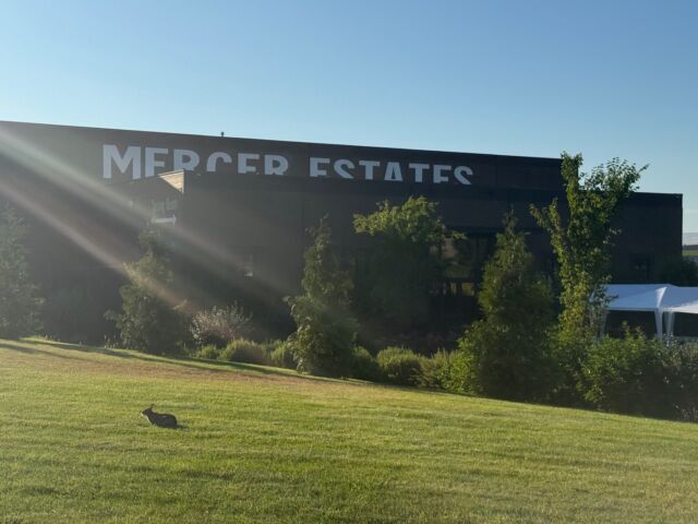 An adorable family of bunnies have made our Prosser tasting room their home. We hope this is a place that makes you feel right at home, just like the bunnies. ⁠
⁠
Head to the link in our bio to make a reservation today.⁠
⁠
Monday- By Appointment ⁠
Tuesday- By Appointment⁠
Wednesday- 10 AM–5 PM⁠
Thursday- 10 AM–5 PM⁠
Friday- 10 AM–8 PM⁠
Saturday- 10 AM–6 PM⁠
Sunday- 10 AM–5 PM⁠
⁠
#MercerWine