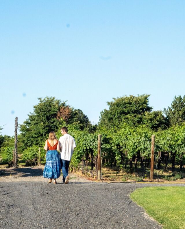 Bring your special someone for a walk through Carma Vineyard at our Prosser tasting room. ⁠
⁠
Reservations can be made at the link in our bio.⁠
⁠
#MercerWine