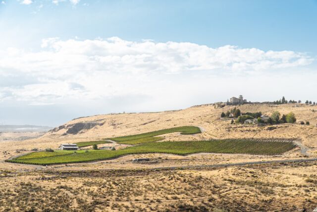 You might recognize this view from your drive along Highway 14, tracing the Columbia River. This is our Spice Cabinet Vineyard at the southernmost edge of mercerranches. It may not be this green right now—but you get the picture 😉⁠
⁠
#MercerWine